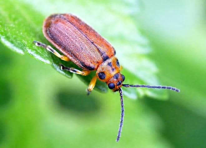 昆虫図鑑・ニレハムシ